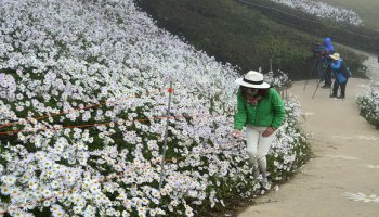 정읍 구절초 축제