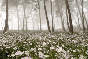 정읍 구절초 축제의 풍경 (첫번째 이야기)