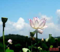 시흥 관곡지 연꽃(4)