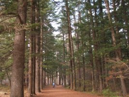 [여행지소개] 오대산 월정사ㆍ소금강 단풍 & 주문진항(당일)