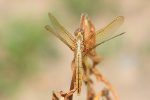 고추잠자리(Crocothemis servilia)