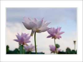 관곡지..10-4