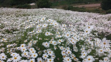 정읍 구절초 축제