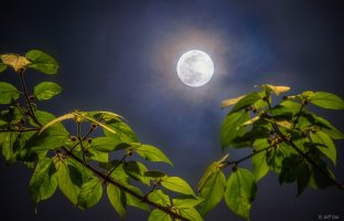 Full Moon of Spring