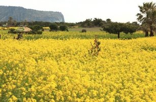 제주도유채꽃이 있는곳으로 탐방