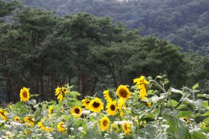 정읍 구절초 축제