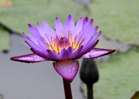 관곡지 수연~~~
