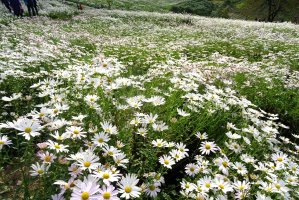 정읍 구절초축제