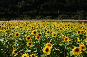 정읍구절초 축제 10월1일 부터~~