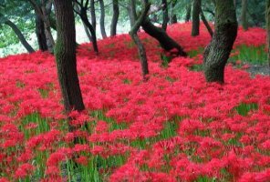 花無十日紅(화무십일홍)