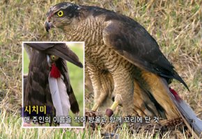 [말의 유래] "시치미를 떼다" - 시치미 뜻 및 유래 ( 어원 )