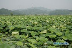 (비바이크) 아침을 맞는 관곡지의 풍경
