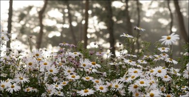 정읍 구절초 축제의 풍경 (첫번째 이야기)