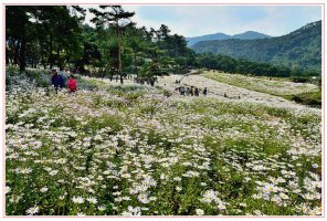 최고의 가을 서정 !, 정읍 구절초 축제