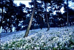 정읍산내 구절초축제(이틀째)