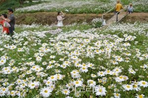 깊어가는 가을서정 '정읍 구절초축제'로 만끽!