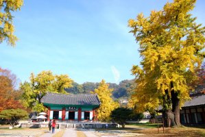 11월 10일 꽃바위의 절 화암사와 전주 향교 은행나무, 편백나무숲