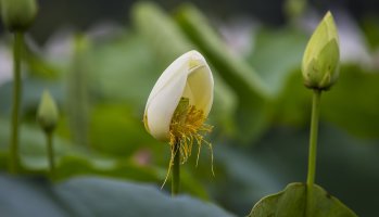 관곡지 연꽃