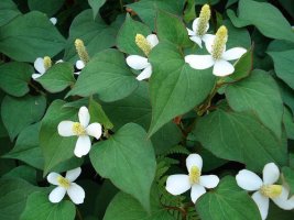 어성초의 효능,효과