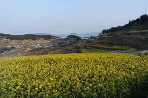 남도의 봄빛 1- 청산도의 봄