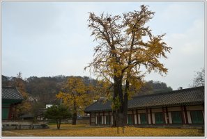 전주향교 은행나무