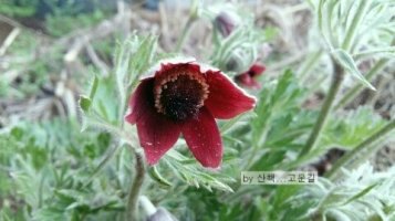 슬픔이 묻어나는 할미꽃 (할미꽃 꽃말)