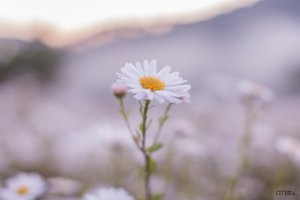 가을 정읍구절초축제 핑크뮬리 있다.