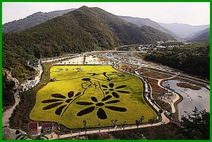 정읍 구절초 축제