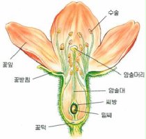 04.꽃과 열매