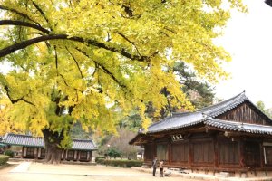 구르미 그린 달빛 촬영지 | 전주 향교 - 금빛 은행나무와 함께 하는 전주 한옥마을 향교 나들이