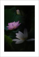 관곡지..8-15