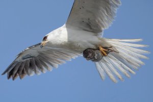 들쥐 스틸컷