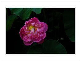 관곡지..6-21