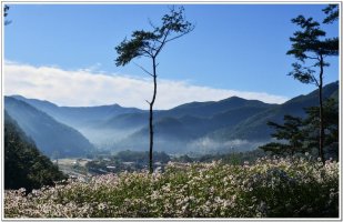 정읍 구절초 축제