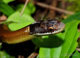 비바리뱀 [black-headed snake]