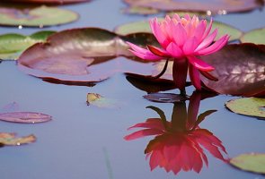 관곡지 水蓮