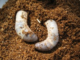 장수풍뎅이의 특징,생김새