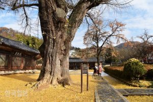 거리 곳곳 한복 물결… 전주 한옥마을 시간여행