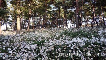 정읍 구절초 축제