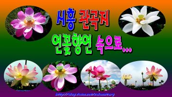 48지기 戰友愛 나누며 "시흥 관곡지 연꽃향연" 출사 여행
