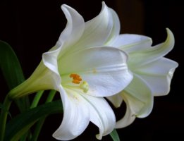 [곰약사닷컴]백합(百合)Madonna Lily/백합의효능/백합의부작용