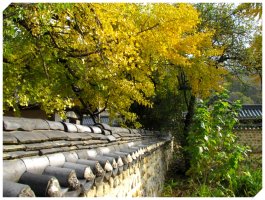 전주 향교 은행나무