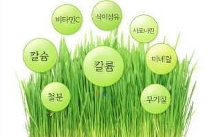 새싹처럼 이미지