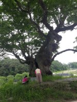 (대구점집)일월정사-영주 성황당 기도