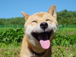 웃는 개