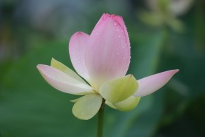 시흥시 연꽃테마파크 관곡지