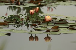 관곡지