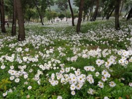 정읍구절초 축제 엄청나지요.