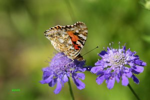 솔체꽃 (Hopei Scabious