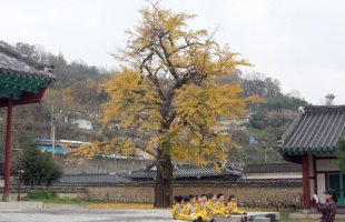 전주 향교의 가을풍경